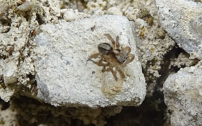 Saitis barbipes - Salticidae (maschio) - Cimone (TN)